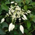 Schizophragma - Hortensias grimpants