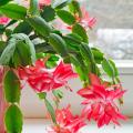 Schlumbergera - Cactus de Noël
