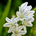 Scilles - Scilla