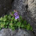 Scutellaria - Scutellaires