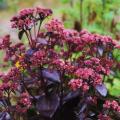Sedums à feuillage pourpre
