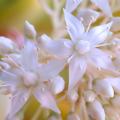 Sedums à fleurs blanches