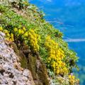 Sedums à fleurs jaunes