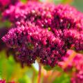Sedums à fleurs rouges