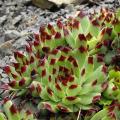 Sempervivum - Joubarbes