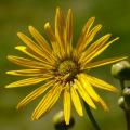 Silphium - Silphes