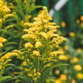 Solidago - Verges d'or, Solidages