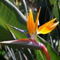 Strelitzia - Oiseaux de paradis