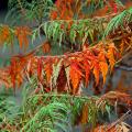 Rhus - Sumacs