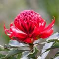 Telopea - Waratah