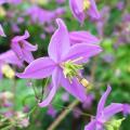 Thalictrum - Pigamons