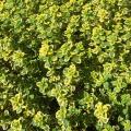 Thyms citron