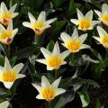 Tulipe Kaufmanniana