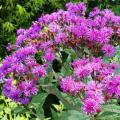 Vernonia - Vernonies