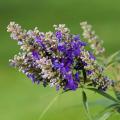 Vitex - Gattiliers