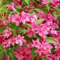 Weigela - Weigélias