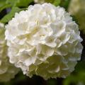 Viburnum opulus - Boule de neige