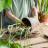 Tout le nécessaire pour les plantes d'intérieur