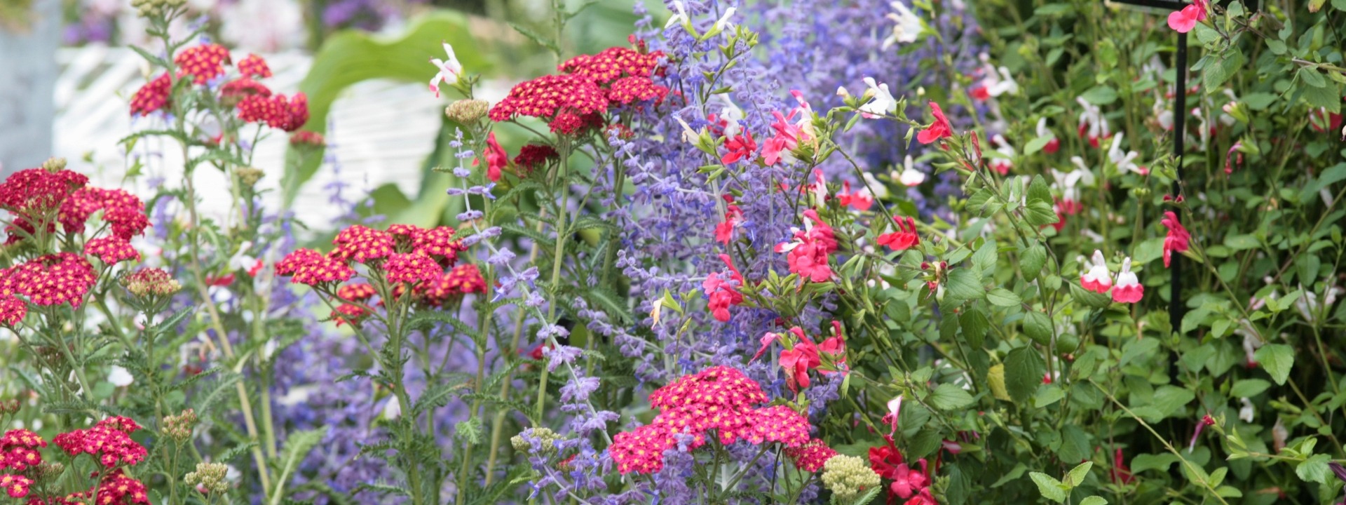 <i>Longues</i> FLORAISONS
