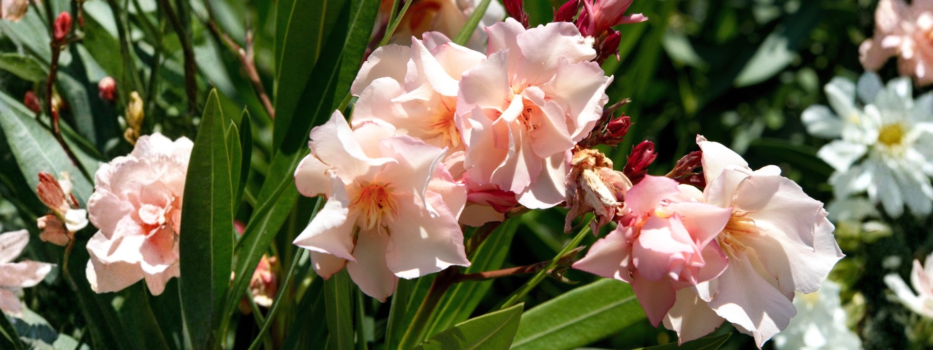 <i>PROMOTION</i> LAURIER ROSE